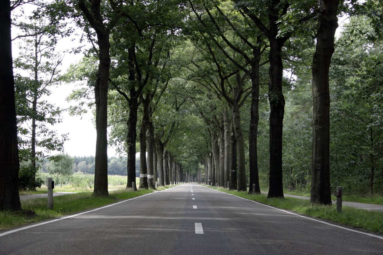 La consommation d’alcool ou de stupéfiant sont les principales causes d'accident de la route et non les arbres!